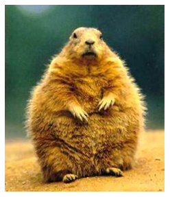 Ground Hog