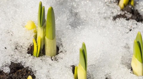 Spring