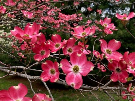 Dogwood Tree